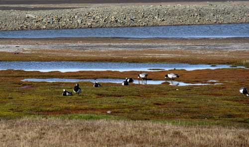 Tundra and swamp