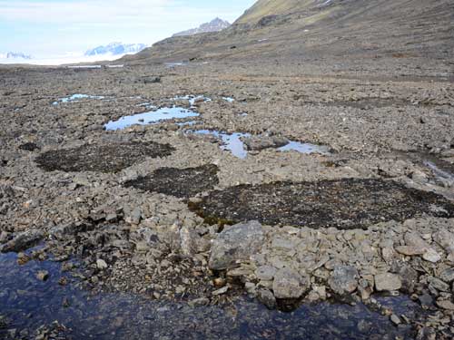 Weird circular frost-heaves