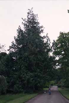 Giant Monkey Puzzle Tree