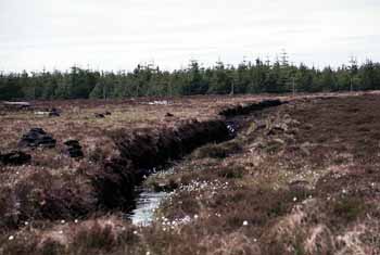 A peat bog