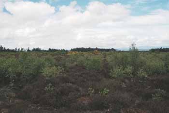 Culloden Moor