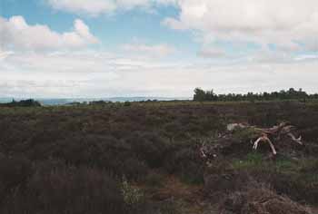 Another view of the battlefield