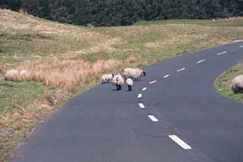 Sheep in the road