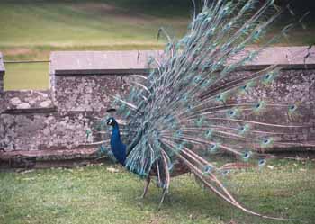 An impressive peacock