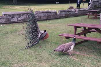 Peacock wooing peahen