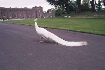 Albino peacock