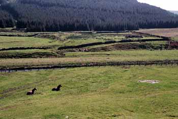 Pastureland in the Tweed Valley